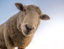 negative-space-curious-sheep-blue-sky-closeup-skitterphoto-thumb-1