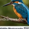 Sports Photography Tips for Beginners - indranews.com