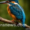 Best Camera Settings for Sports Photography - indranews.com