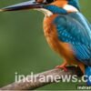 Wildlife Photography Tips for Beginners - indranews.com