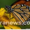 Best Camera Settings for Wildlife Photography - indranews.com
