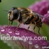 How to Take Amazing Close-Up Photos - indranews.com