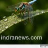Best Lenses for Macro Photography - indranews.com