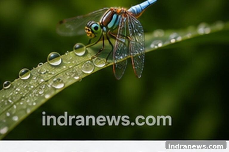 Best Lenses for Macro Photography - indranews.com