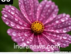 Photoshop Tips Every Photographer Should Know - indranews.com